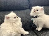 Safkan Longhair Yavrularımız Yeni Yuvasını Arıyor