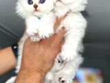 Safkan Longhair Yavrularımız Yeni Yuvasını Arıyor