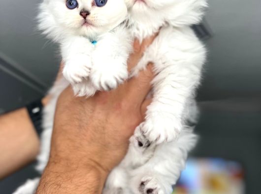 Safkan Longhair Yavrularımız Yeni Yuvasını Arıyor görsel