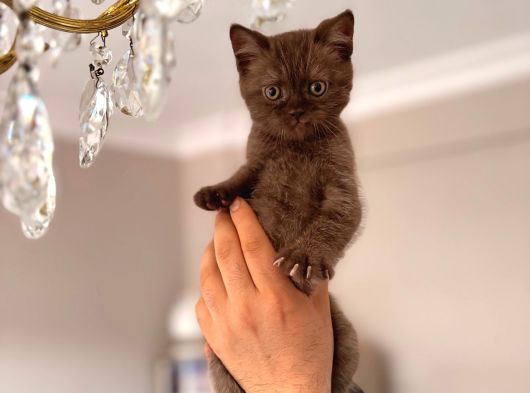 Cinnemon Dişi Erkek