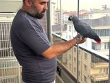 2 yaşında kırmız kuyruk evcil