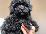 Nadir Parlak siyah toy poodle