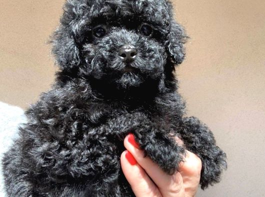 Nadir Parlak Siyah Toy Poodle