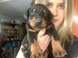 Doberman Yavruları