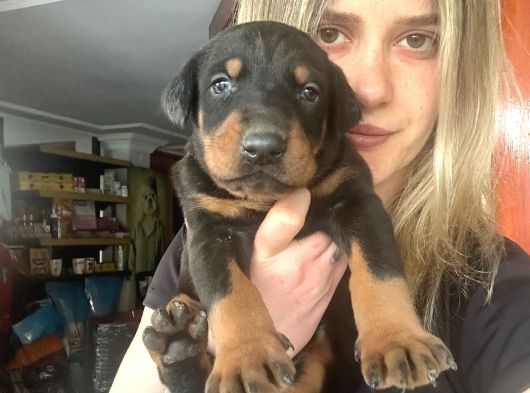 Doberman Yavruları