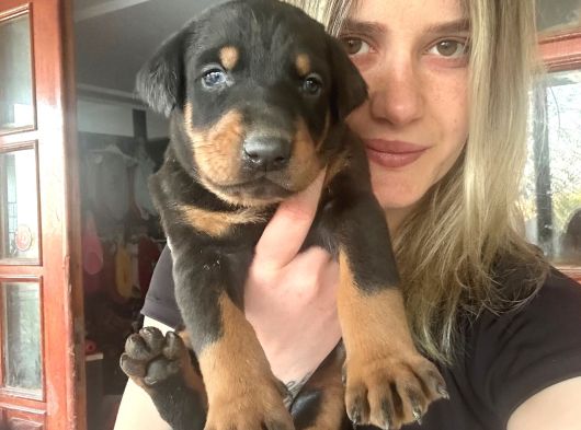 Doberman Yavruları görsel