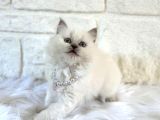 British Longhair Dişi Blue Point 2 Aylık