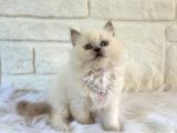 British Longhair dişi Blue Point 2 Aylık