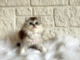 British Longhair Silver Dişi 2 Aylık Yavru