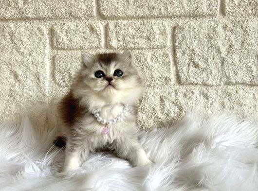 British Longhair Silver Dişi 2 Aylık Yavru görsel