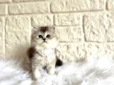 British Longhair Silver Dişi 2 Aylık Yavru