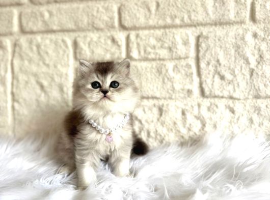 British Longhair Silver Dişi 2 Aylık Yavru görsel