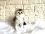 British Longhair Silver Dişi 2 Aylık Yavru