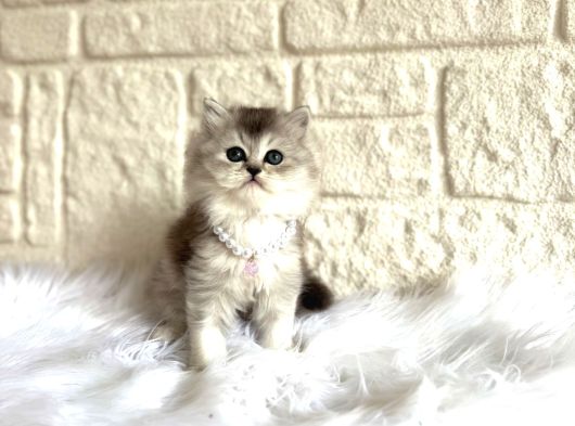 British Longhair Silver Dişi 2 Aylık Yavru