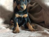 Doberman Yavruları