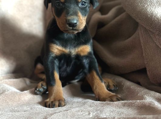 Doberman Yavruları görsel