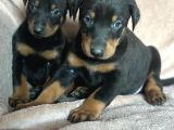Doberman Yavruları