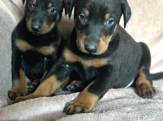 Doberman Yavruları görsel