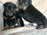 Doberman Yavruları