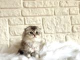 Scottish Fold Silver 2 Aylık Dişi Yavrumuz