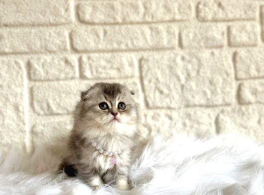 Scottish Fold Silver 2 Aylık Dişi Yavrumuz görsel