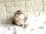 Scottish Fold Silver 2 Aylık Dişi Yavrumuz