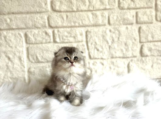 Scottish Fold Silver 2 Aylık Dişi Yavrumuz görsel