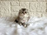 Scottish Fold Silver 2 Aylık Dişi Yavrumuz