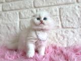 Scottish Fold Beyaz Dişi 2 Aylık Yavrumuz