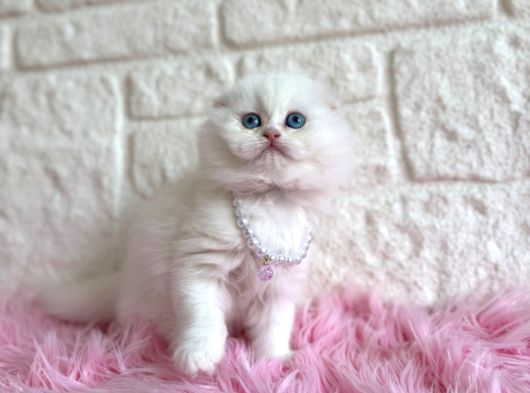 Scottish Fold Beyaz Dişi 2 Aylık Yavrumuz görsel