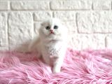 Scottish Fold Beyaz Dişi 2 Aylık Yavrumuz