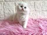 Scottish Fold Beyaz Dişi 2 Aylık Yavrumuz