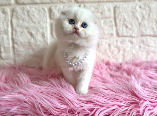 Scottish Fold Beyaz Dişi 2 Aylık Yavrumuz görsel
