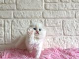 Scottish Fold Beyaz Dişi 2 Aylık Yavrumuz