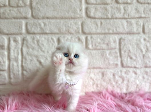 Scottish Fold Beyaz Dişi 2 Aylık Yavrumuz