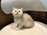 Silver Bebekler