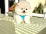 2 Erkek Ayıciklar Pomeranian Boo