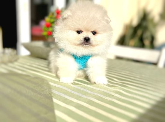 2 Erkek Ayıciklar Pomeranian Boo görsel