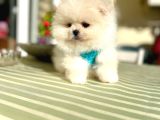 2 Erkek Ayıciklar Pomeranian Boo