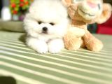 2 Erkek Ayıciklar Pomeranian Boo