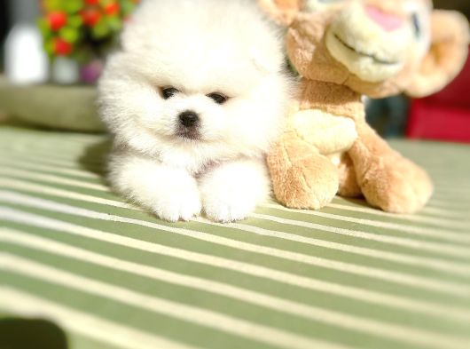 2 Erkek Ayıciklar Pomeranian Boo görsel
