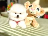 2 Erkek Ayıciklar Pomeranian Boo