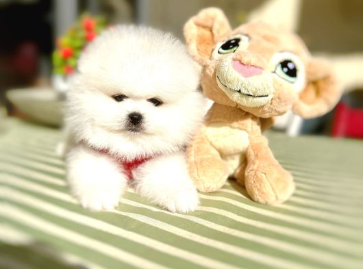 2 Erkek Ayıciklar Pomeranian Boo görsel