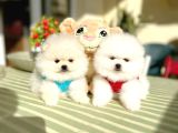 2 erkek Ayıciklar Pomeranian boo