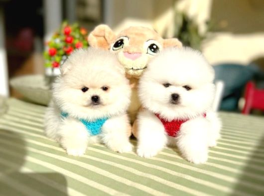 2 Erkek Ayıciklar Pomeranian Boo