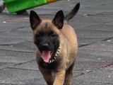 Belgian Malinois Yavrusu 2 Aylık