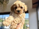 Toy Poodle Yavrularımız Yeni Sahiplerini Arıyor