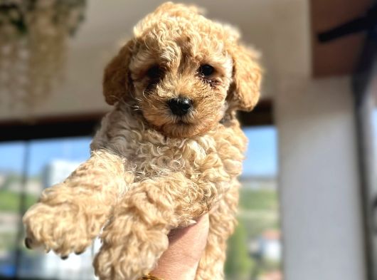 Toy Poodle Yavrularımız Yeni Sahiplerini Arıyor görsel