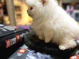 Show Calass Teddy Bear Surat Pomerani̇an Boo