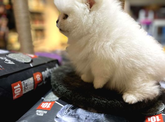 Show Calass Teddy Bear Surat Pomerani̇an Boo görsel